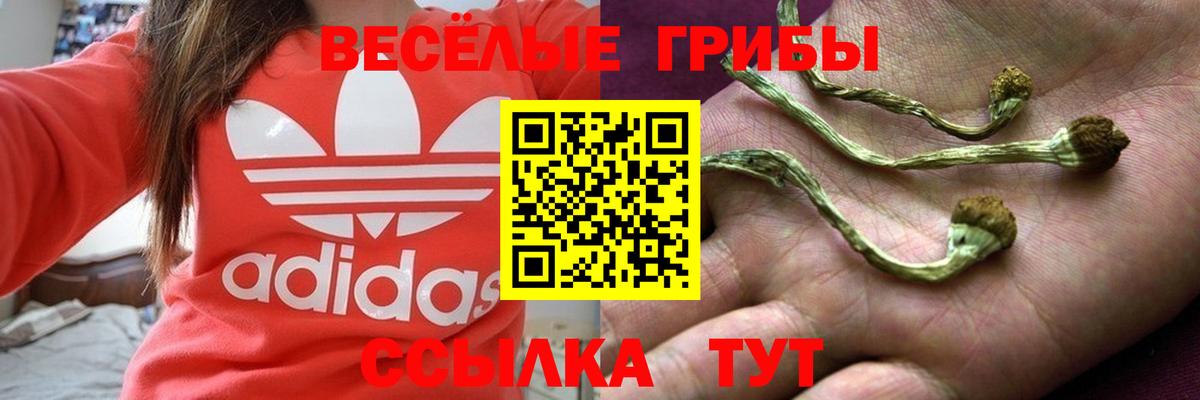 Галлюциногенные грибы прущие грибы Камень-на-Оби